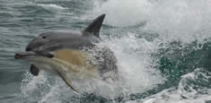 Common Dolphin from AquaXplore (photo taken by Nuria from Spain)